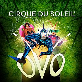 OVO - Cirque du Soleil